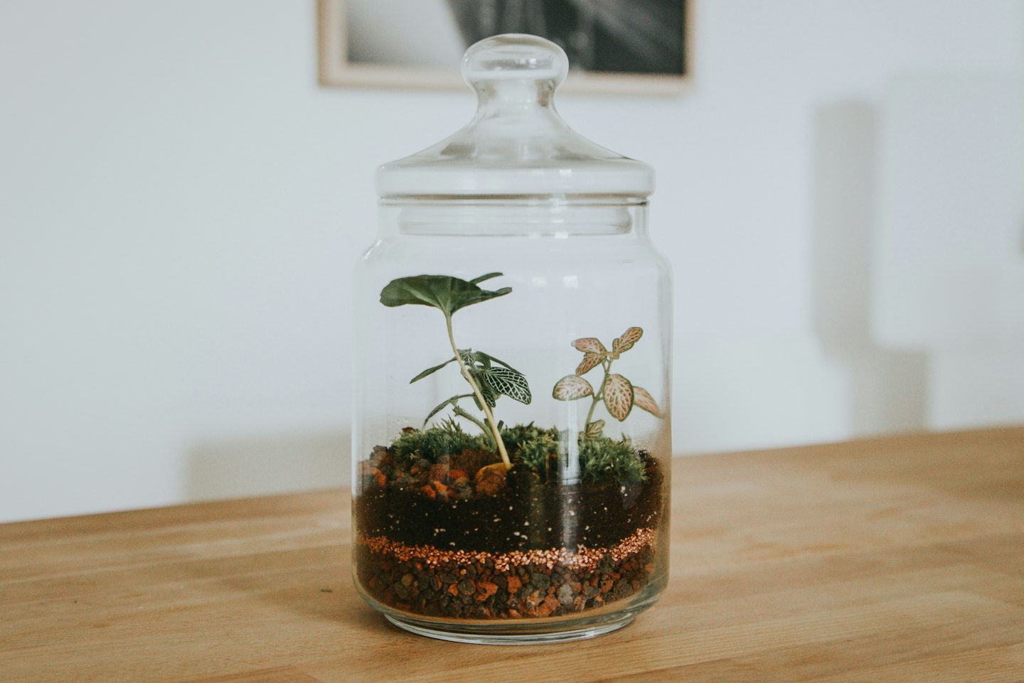 Szklany terrarium z roślinami i ziemią na drewnianym stole.