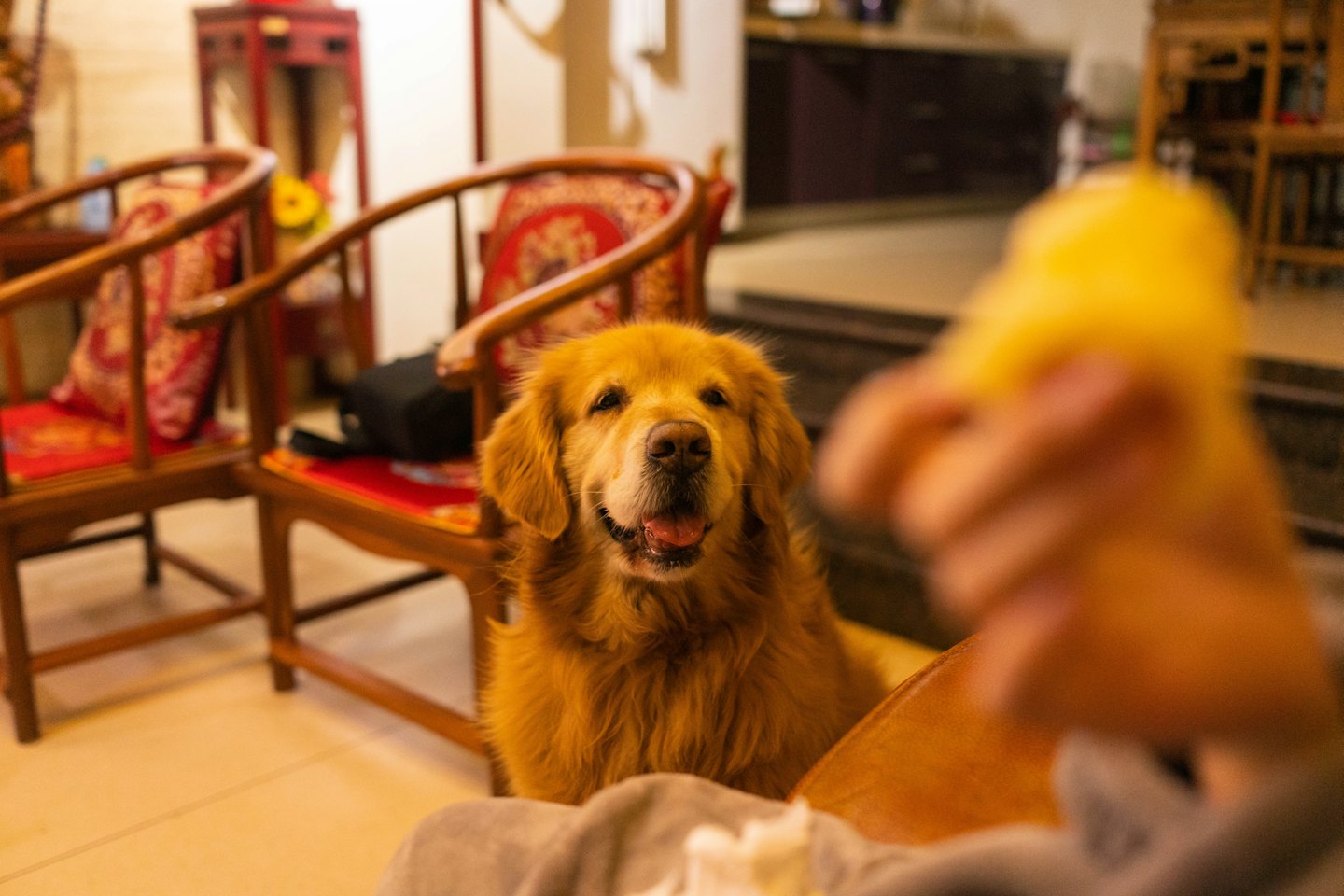 Złoty retriever siedzi w pomieszczeniu i patrzy przed siebie.