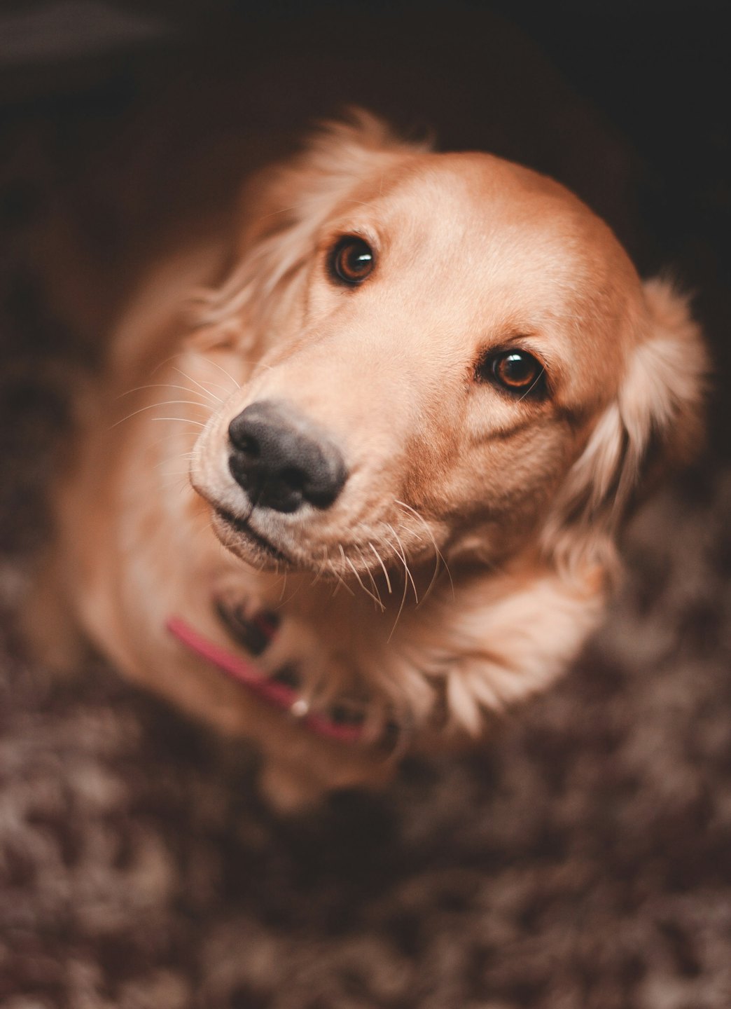 Złoty retriever patrzący uważnie w górę z różową obrożą.