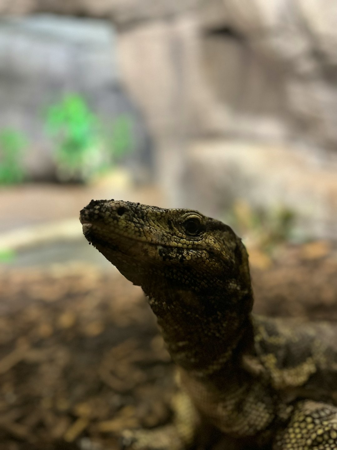 Monitor wpatruje się w górę w swoim kamiennym wybiegu.